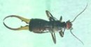 Earwig